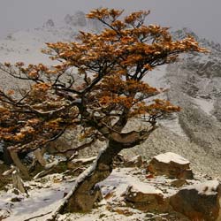 Beech, Antarctic